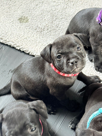 Staffordshire bull terrier puppies