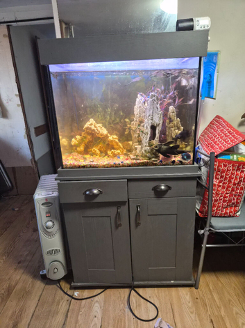 Fish and tank