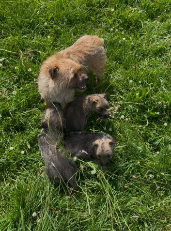 Cairn Terrier X Border Terrier Puppies
