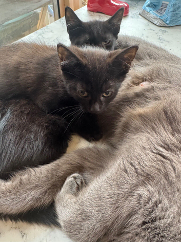 2 adorable Russian Black babies kittens