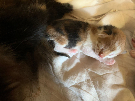 3 gorgeous kittens