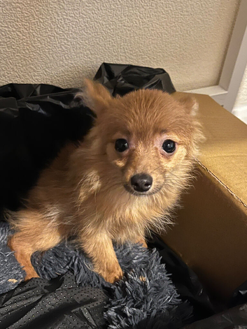 lovely Pomeranian puppy