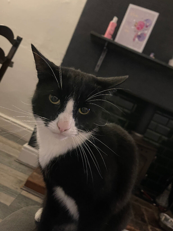 2 Beautiful 6 year old male cats