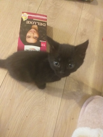 Blue kittens