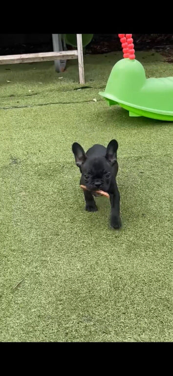 Male French Bulldog Pup