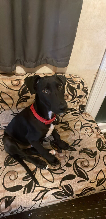 12 weeks old dog
