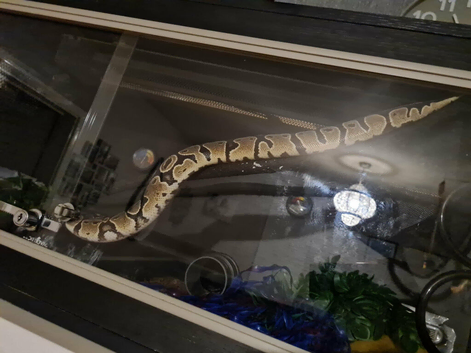 9 month old python and set up.