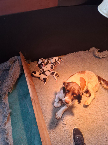 English spinger puppies