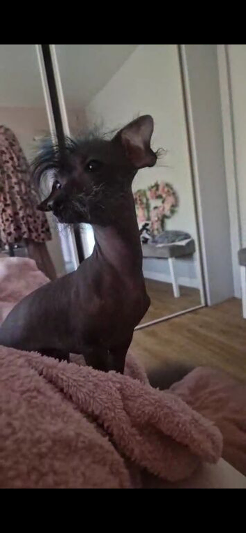 Dachshund cross Chinese crested