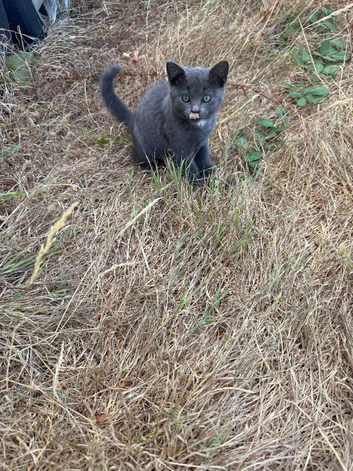 British short hair kittens