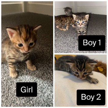 Bengal X Ginger Tabby