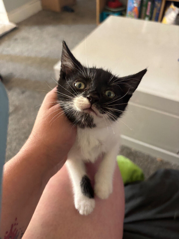 8 weeks old kittens