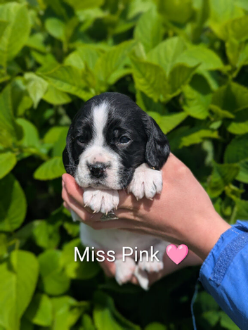 Spreagle pups (Sprocker x Beagle)