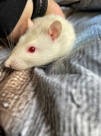 Young male rat