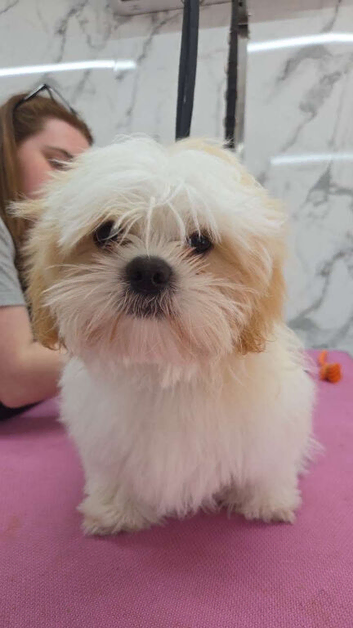 6 month old malshi