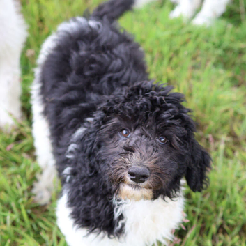 Stunning Litter of Parti F1b Labradoodles &ndash; Ready for their forever homes: Health Screened Parents