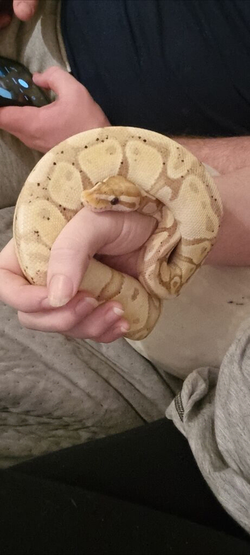 Coral Glow female (5yrs)