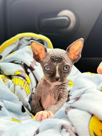Male black-and-white (bicolor) Sphynx kitten with blue eyes