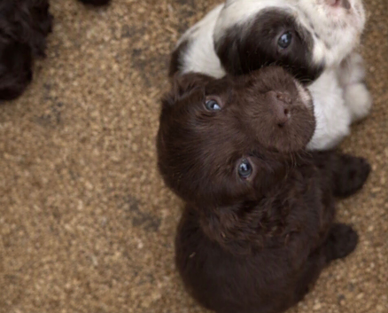 Cocker spaniel puppy&rsquo;s