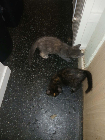It's 4 beautiful kittens ready for A. Rehoming, on the 20th of this month.