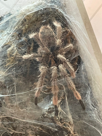 Trinidad olive tarantula