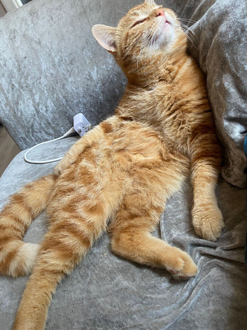 Ginger małe