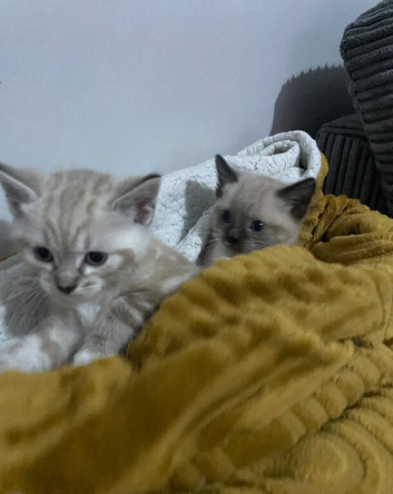 Stunning Blue-Eyed Lynx Point & Seal Point Cross Kittens