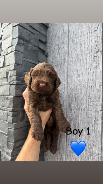 Working cocker spaniel puppy's