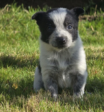 Boy Border Collie