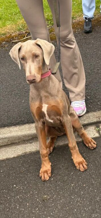 DOBERMAN PUPPY