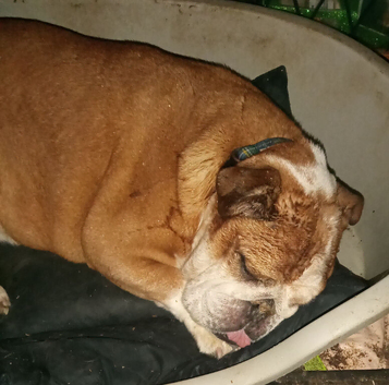 Female English Bulldog
