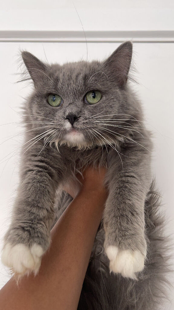 Sylvia the persian