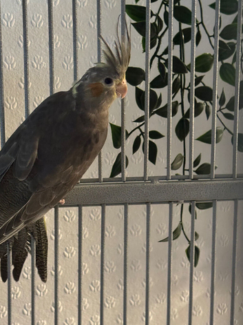 Young 3 Cockatiels