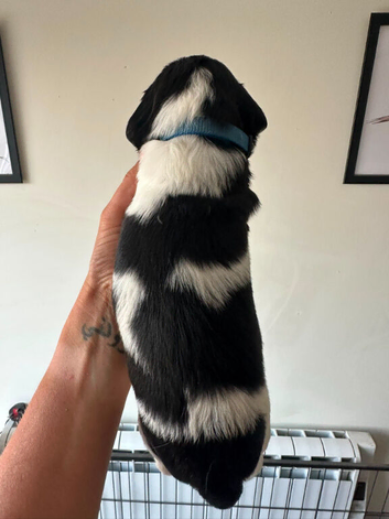 Gorgeous KC reg B&W Springer spaniel pups left