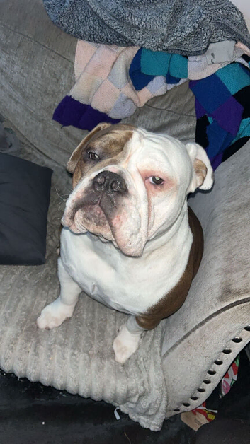 Old english bulldog