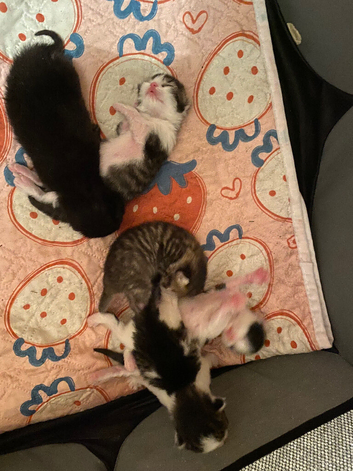Kittens