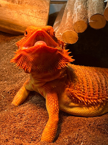 Red Morph Bearded Dragon