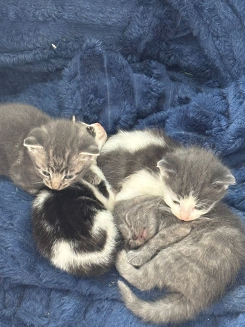 Kittens For Sale &ndash; Ready Soon