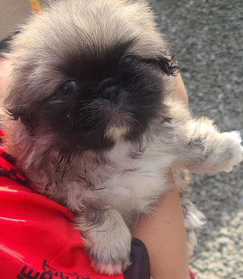 3 Pekingeses Puppies