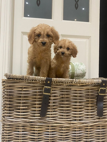 Cavapoo