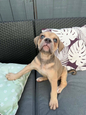 Old English bulldog