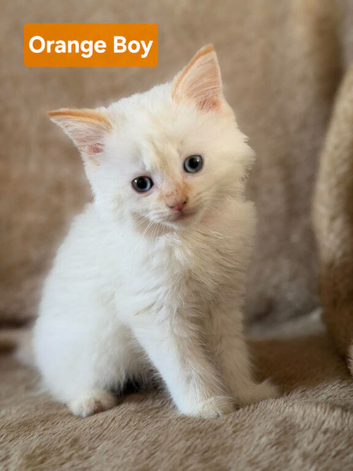 Ragdoll x