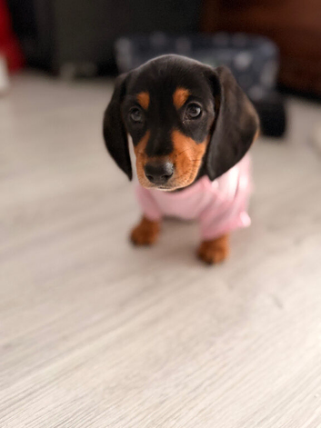 Female dachshund 12 weeks old