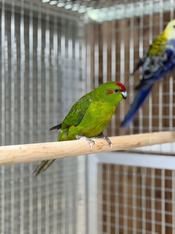 Kakariki parrot