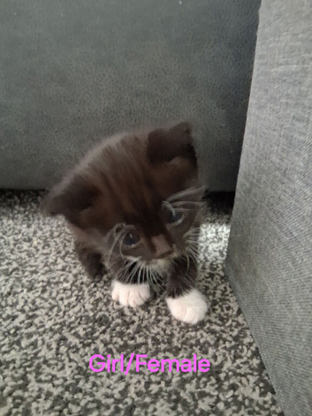 Forever home. For 4 beautiful Kittens