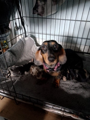 Smoothed hair dachshund miniature