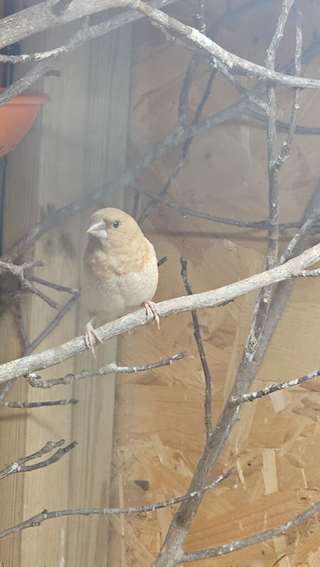 Benaglese finches for sale