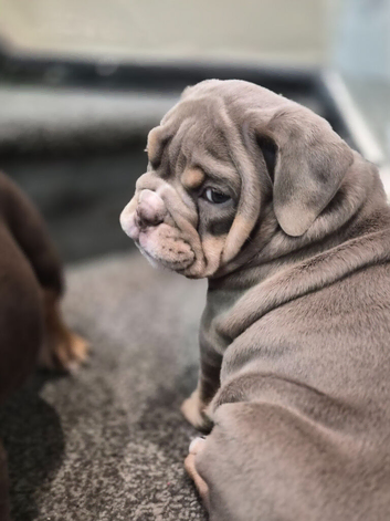 Outstanding healthy Puppies