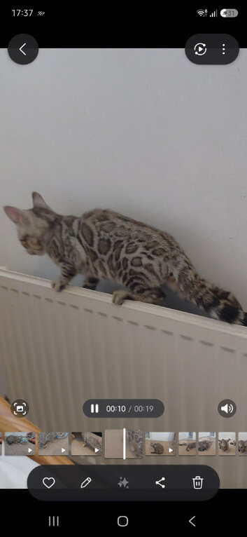 Beautiful Rosetted bengal kittens