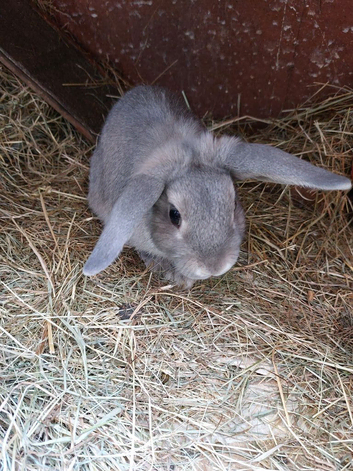 Male mixed lionhead rabbits